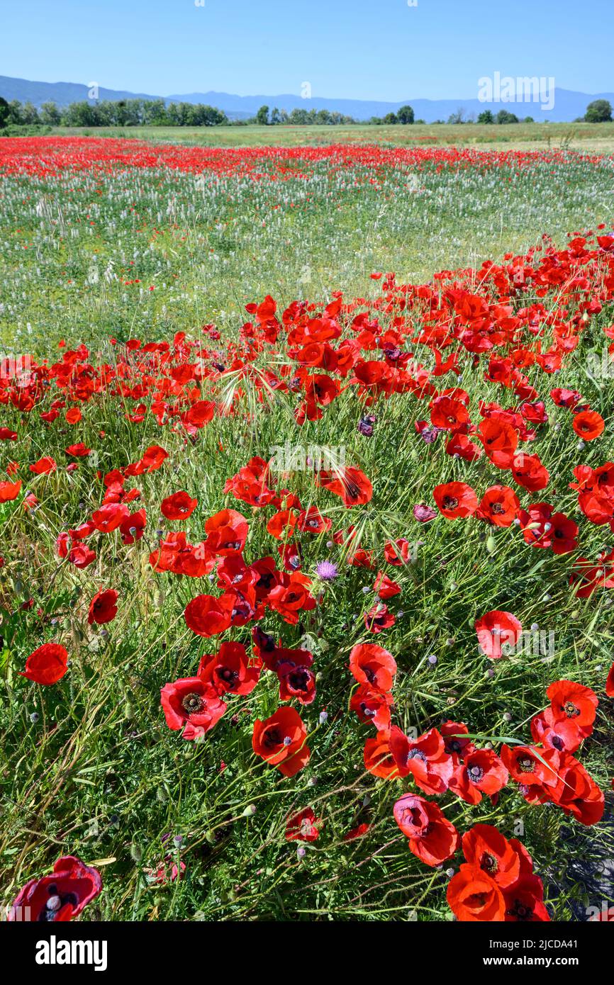 Champs de coquelicots en mai près du lac Volvi au sommet de la péninsule de Chalkidiki, en Macédoine, dans le nord de la Grèce. Banque D'Images