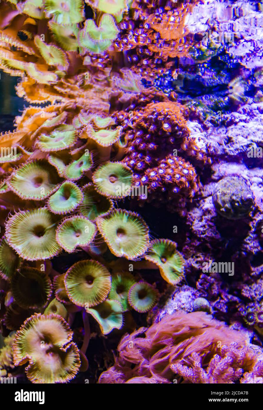 Corail mou zoanthus sp Banque de photographies et d’images à haute ...