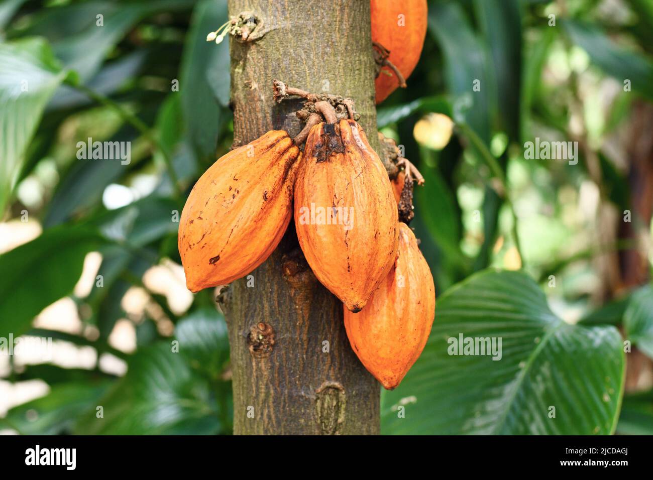 Fèves de cacao d'orange accrochées à l'arbre de cacao 'Theobroma Caçao' Banque D'Images