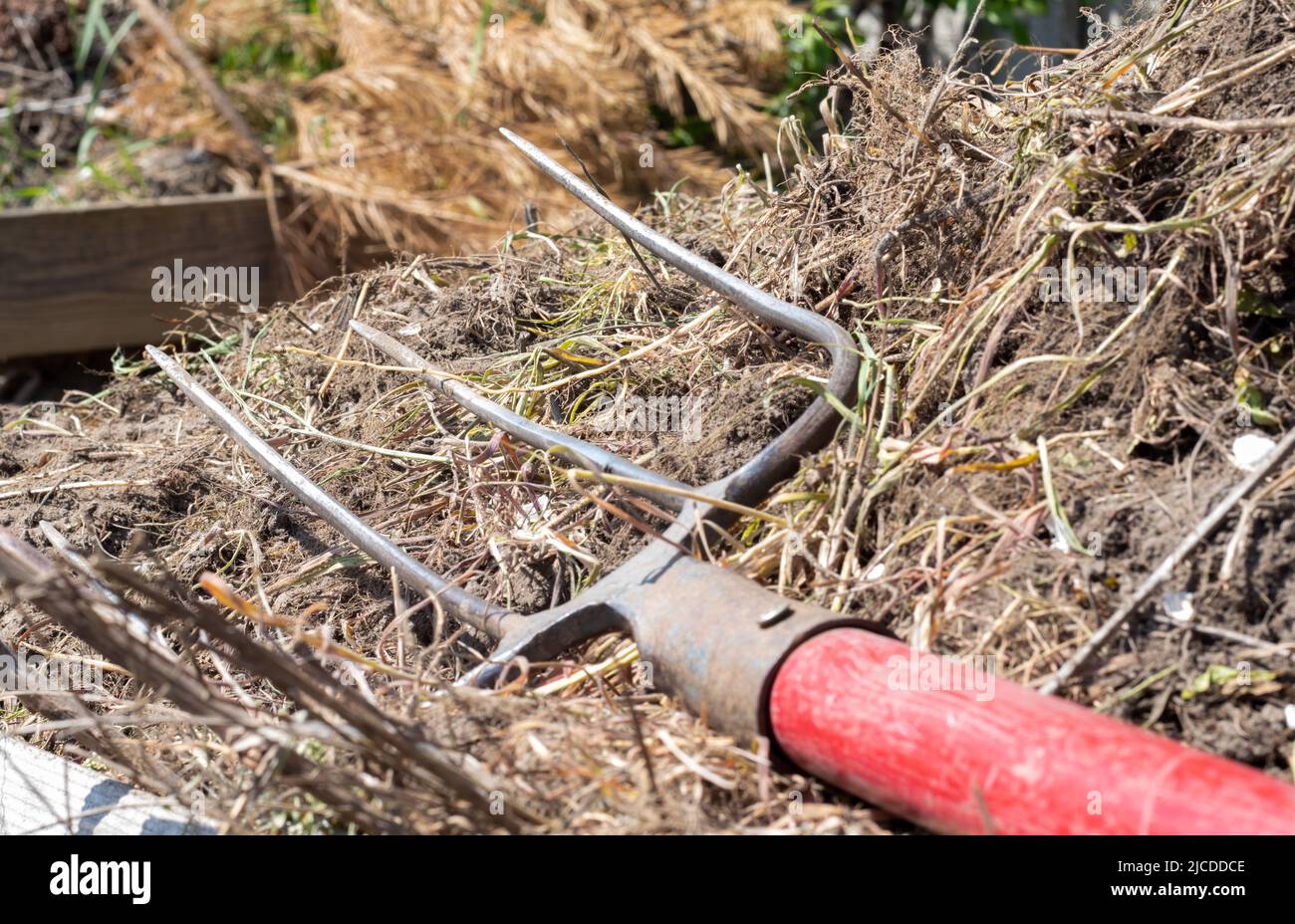 Fourche avec poignée rouge pour le compostage, le recyclage des déchets de pelouse et de jardin. Fourches collées dans le compost. Fabrication et mélange du compost dans l'arrière-cour. Ferti organique Banque D'Images
