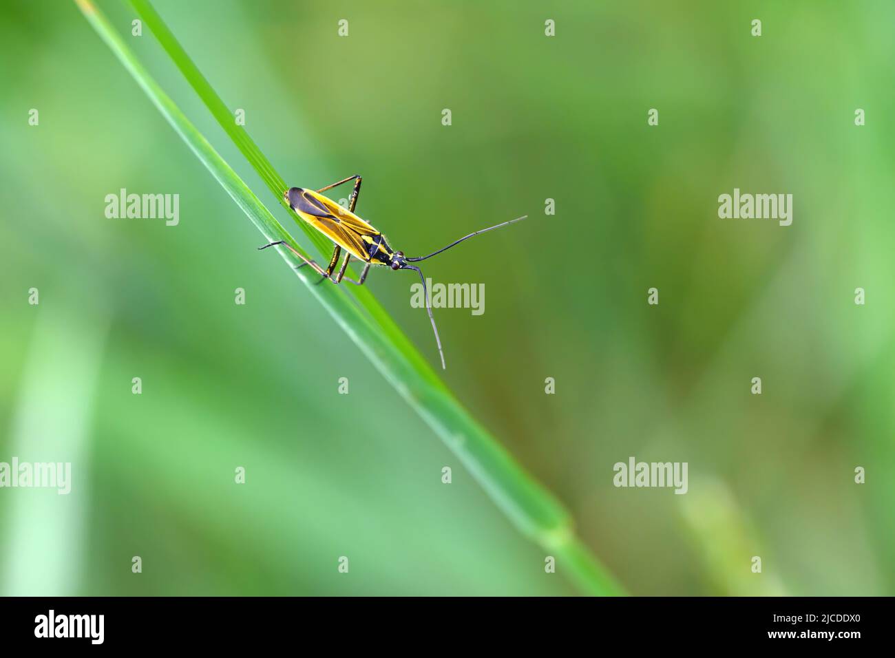 Le coléoptère monte dans le parc sur une plante. Banque D'Images