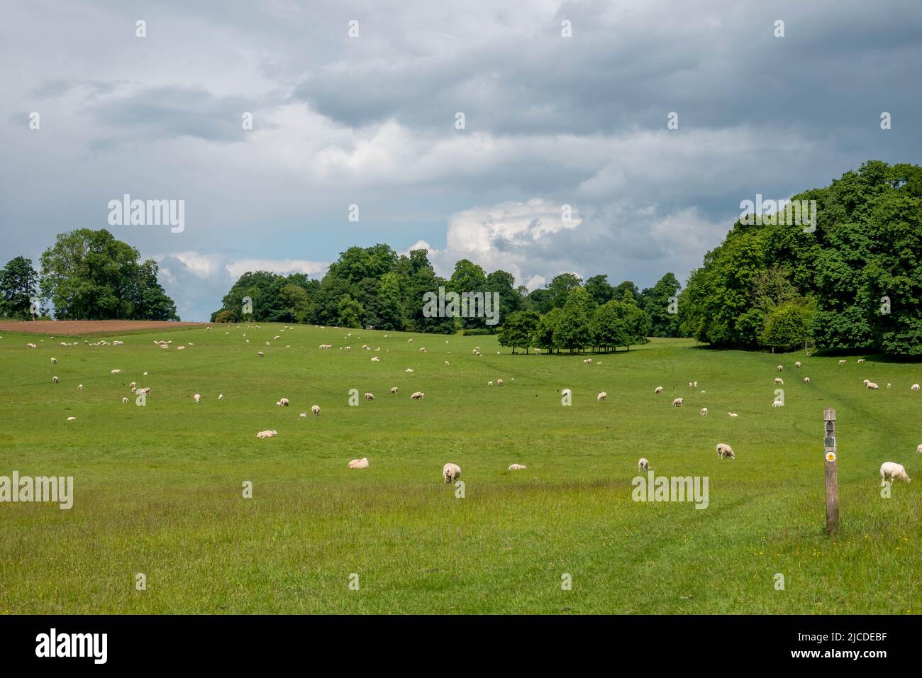 Moutons et agneaux dans les champs le long du sentier de la Cotswold Way en Angleterre Banque D'Images