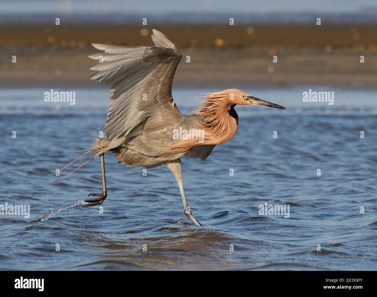 Egretta rufescens (Egretta rufescens) chasse à la côte océanique, Galveston, Texas, États-Unis. Banque D'Images