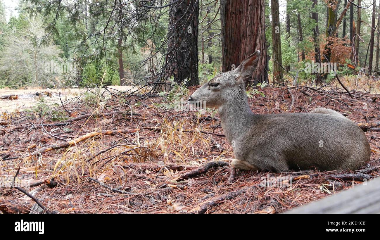 Couple de cerfs sauvages ou famille sous pin, couple d'animaux dans la vallée de Yosemite, glade forêt, faune sauvage de Californie, États-Unis. Jeunes does ou inches dans la nature sauvage ou dans les bois, dans la liberté ou dans l'habitat naturel Banque D'Images