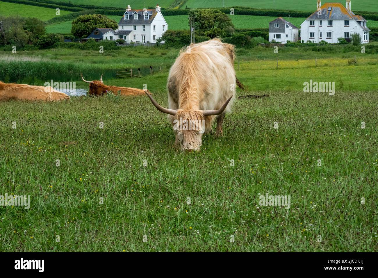 Bétail des Highlands paître sur l'herbe dans une ferme à Devon Banque D'Images