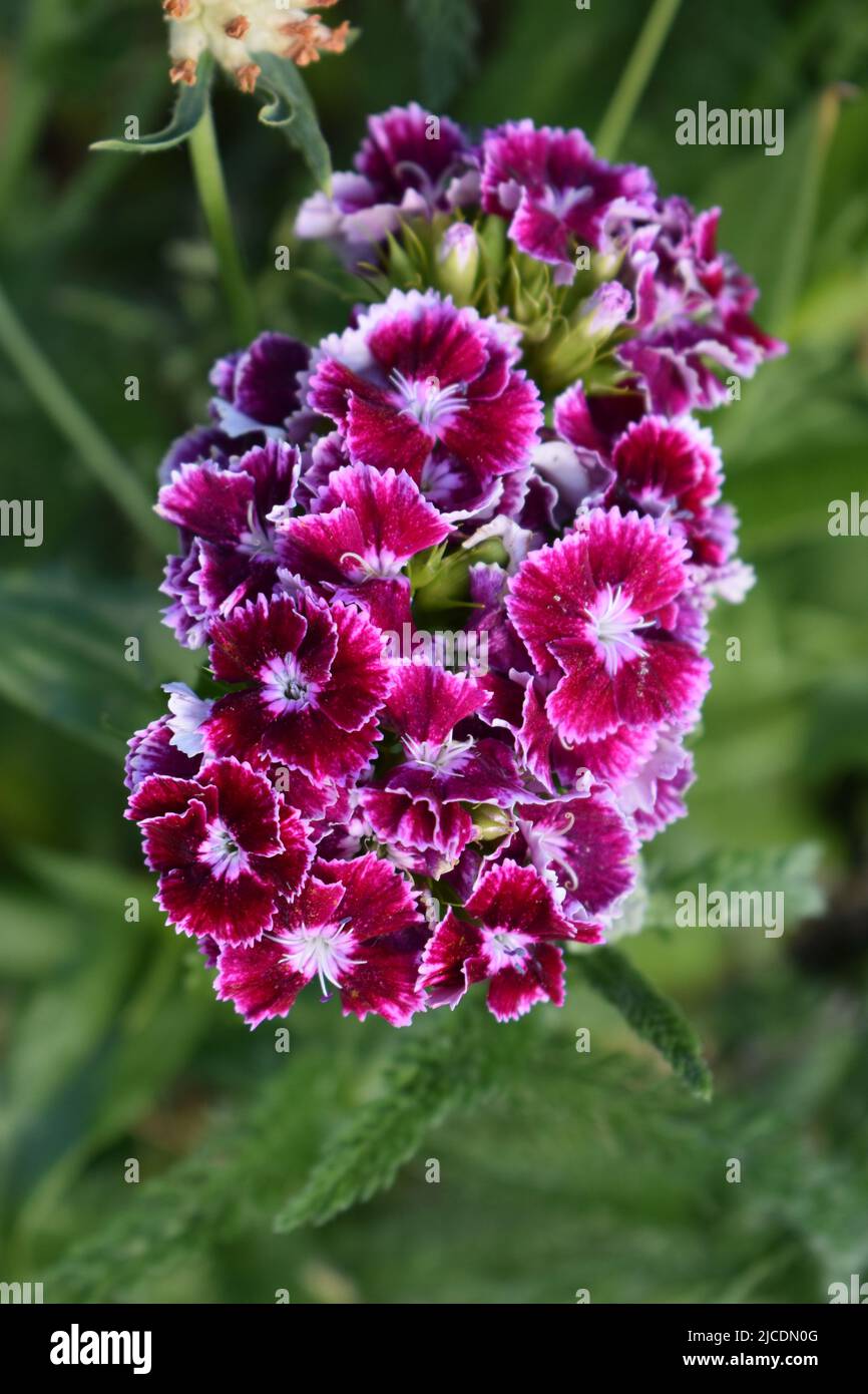 Fleur de Guillaume douce (Dianthus barbatus) sur fond de feuilles vertes. Banque D'Images