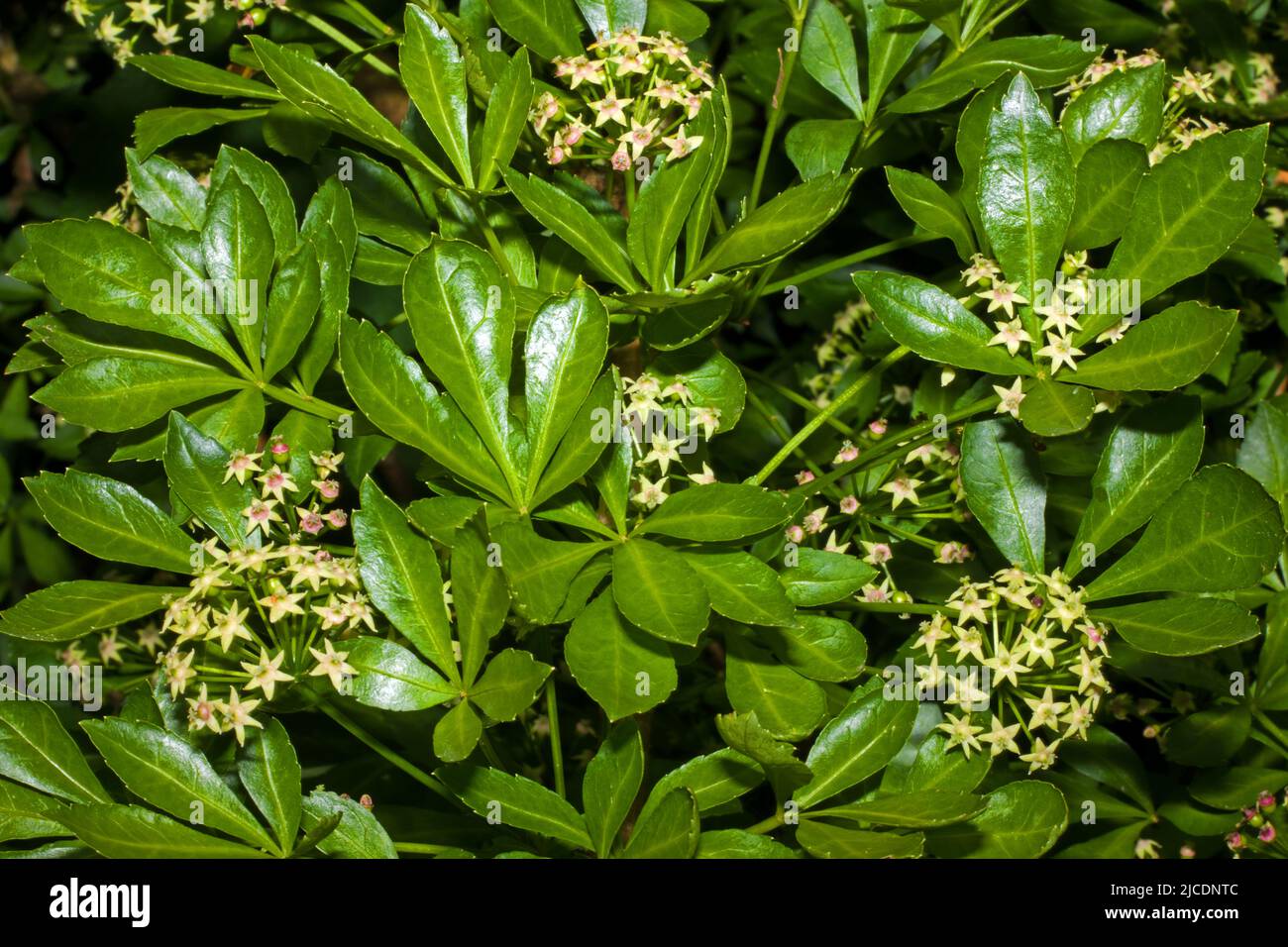 Eleutherococcus sieboldianus (aralia à cinq feuilles) est un arbuste à feuilles caduques épineuses originaire de la province d'Anhui en Chine, mais introduit ailleurs pour les jardins. Banque D'Images