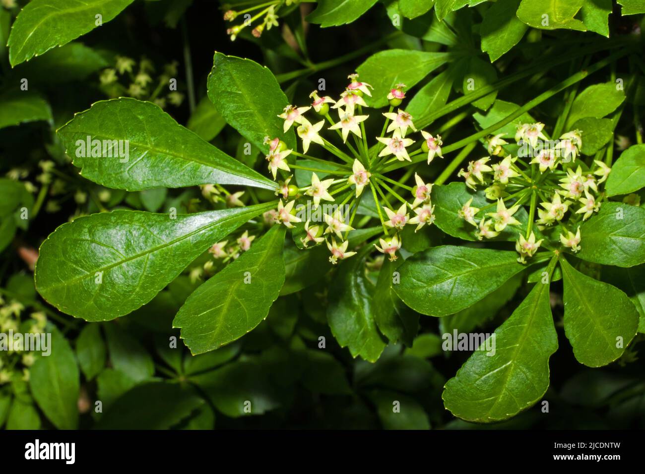 Eleutherococcus sieboldianus (aralia à cinq feuilles) est un arbuste à feuilles caduques épineuses originaire de la province d'Anhui en Chine, mais introduit ailleurs pour les jardins. Banque D'Images