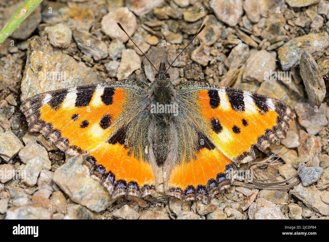 Aglais urticaire - papillon d'ortie ou d'ortie de la famille des Nymphalidae Banque D'Images