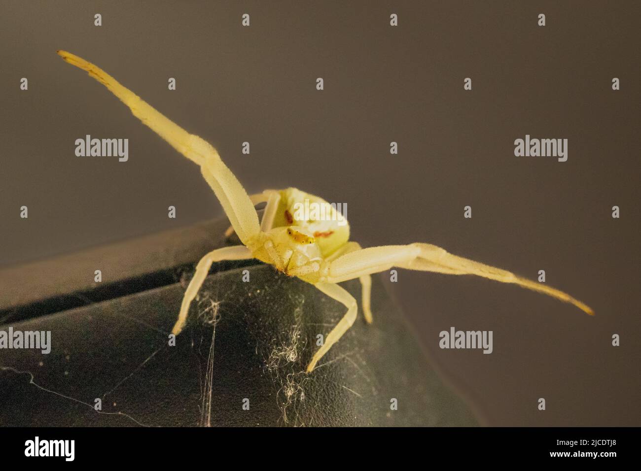 Araignée de crabe de fleur (Misumena vatia) Banque D'Images