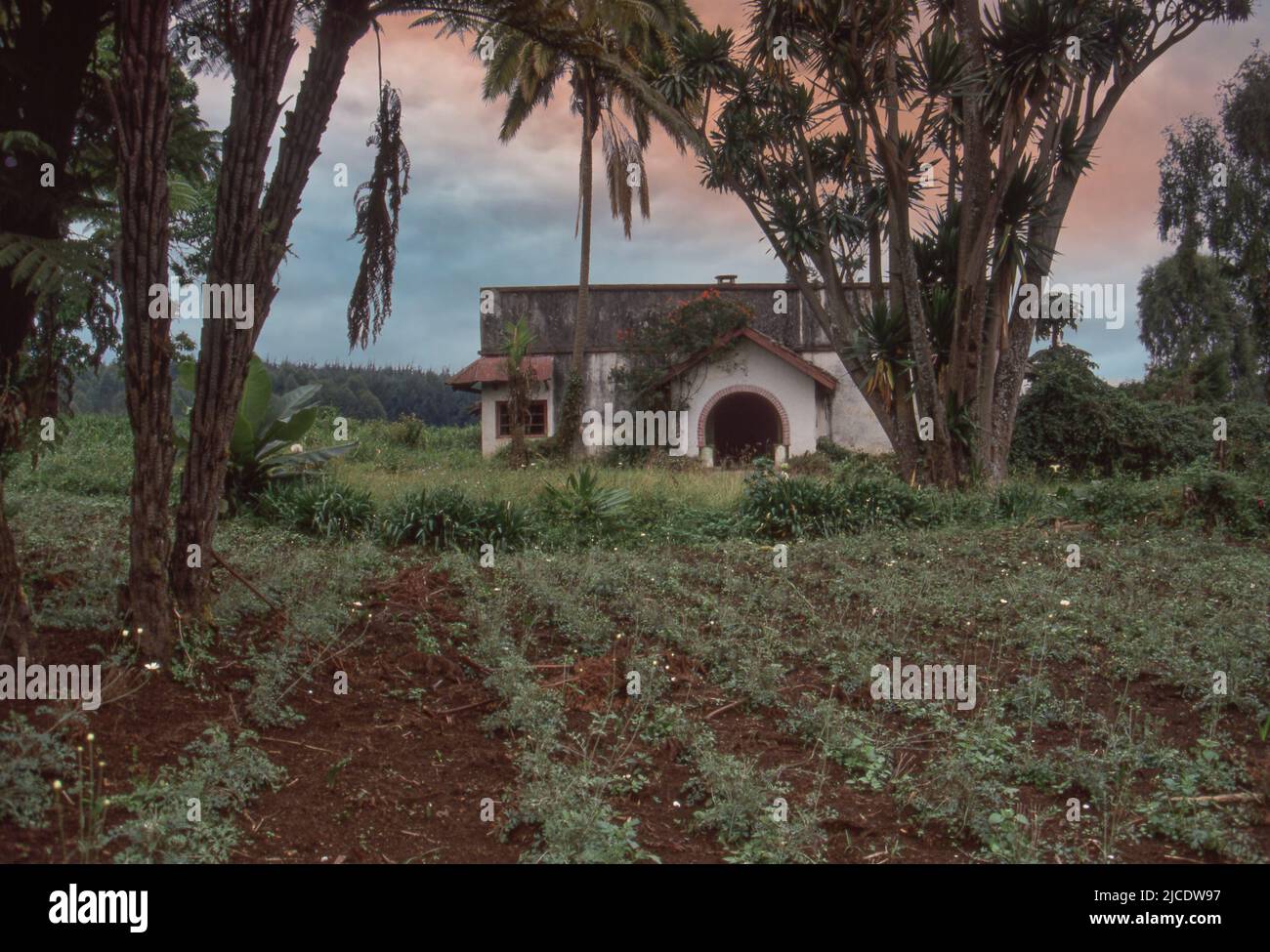 Ferme abandonnée pendant la guerre civile rwandaise 1990-1994, culture de pyrèthre. Pyrèthre, insecticide naturel à base de fleurs séchées. Cultivés comme cultures au Rwanda. Banque D'Images