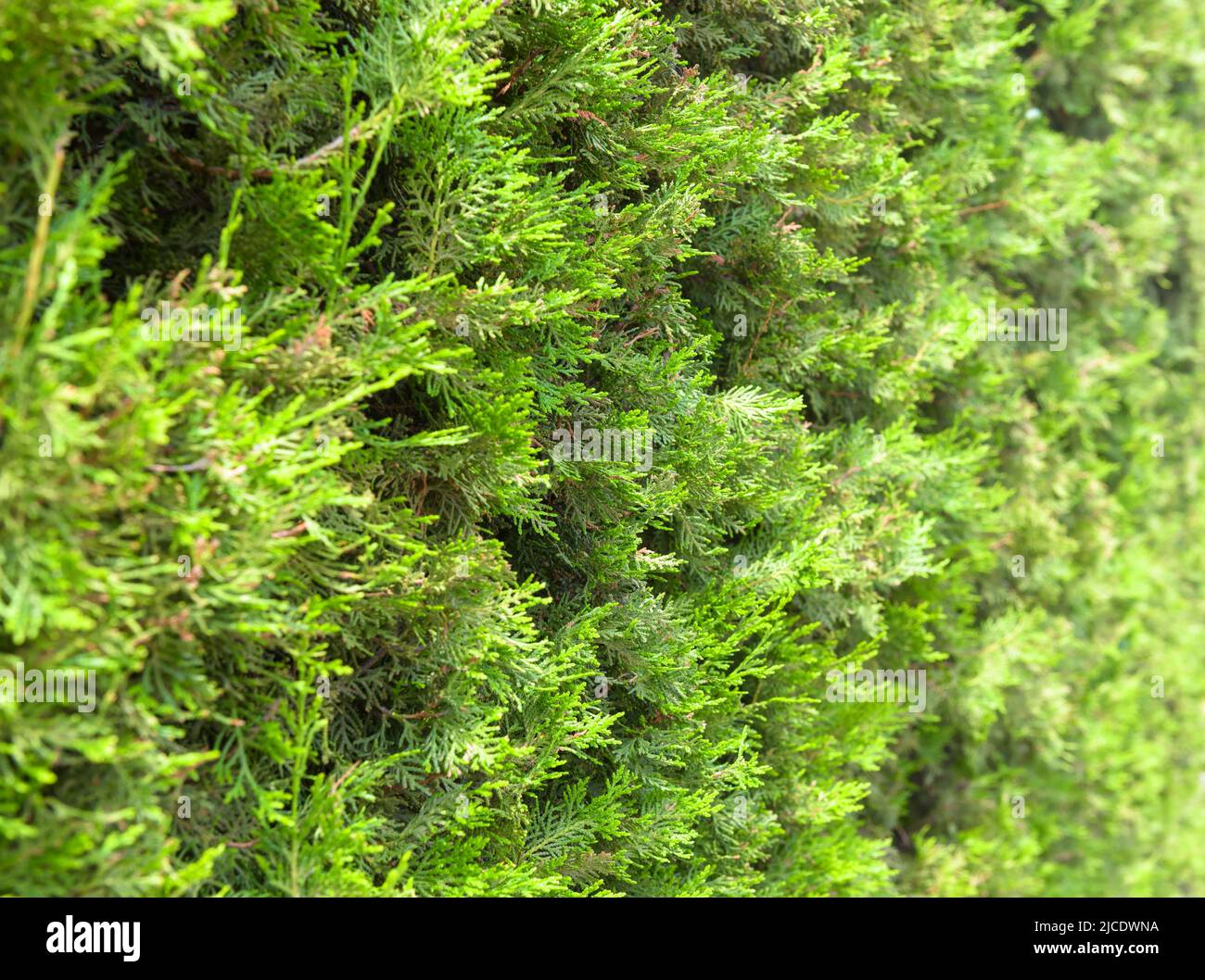 Thuja arbres texture arrière-plan. Couverture de conifères de jardin de maison, clôture verte de plantes de thuya dans l'arrière-cour. Aménagement paysager et thème de la nature. Banque D'Images