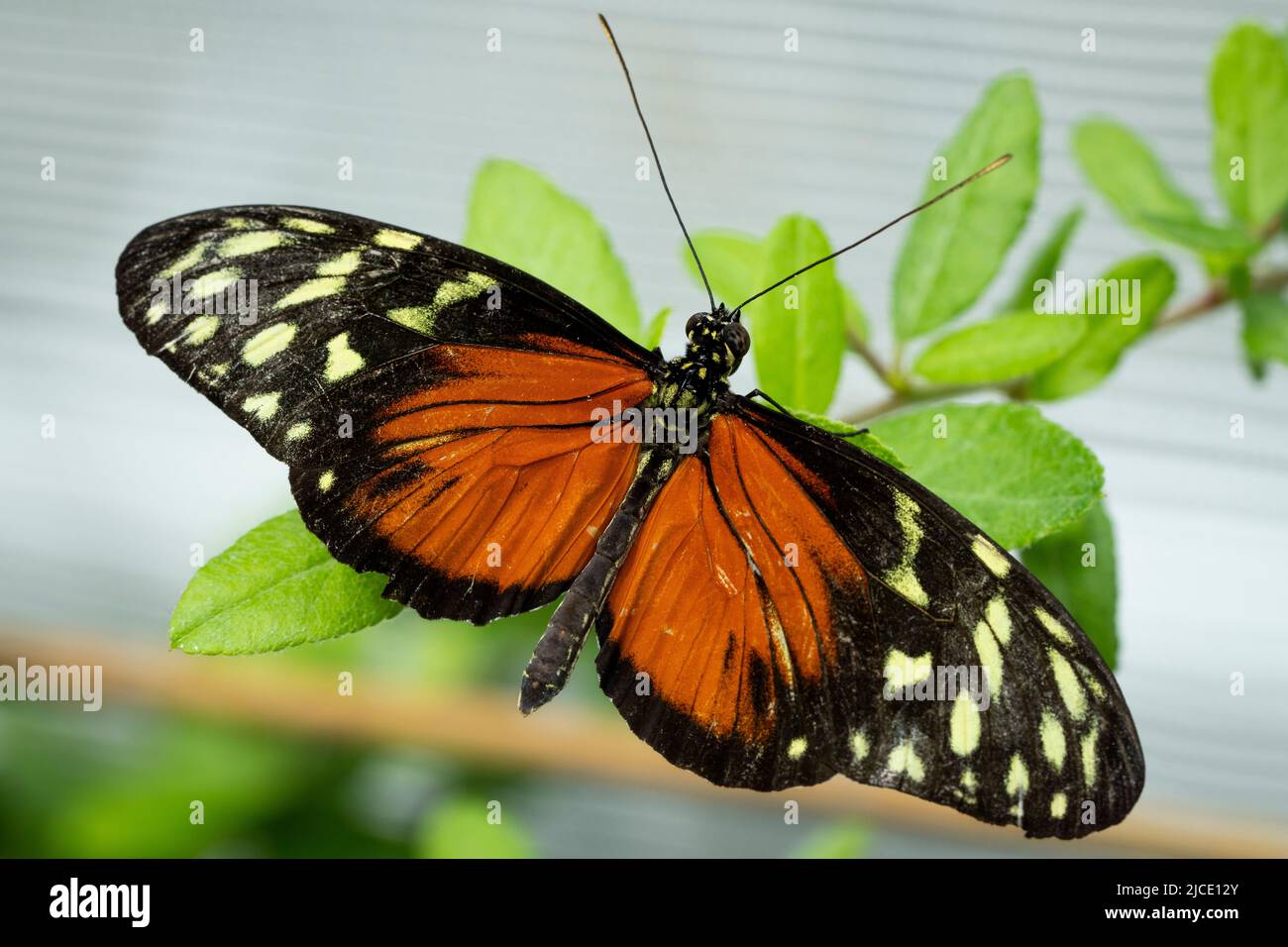 Tigre papillon à ailes longues volant librement dans un vivarium. Banque D'Images
