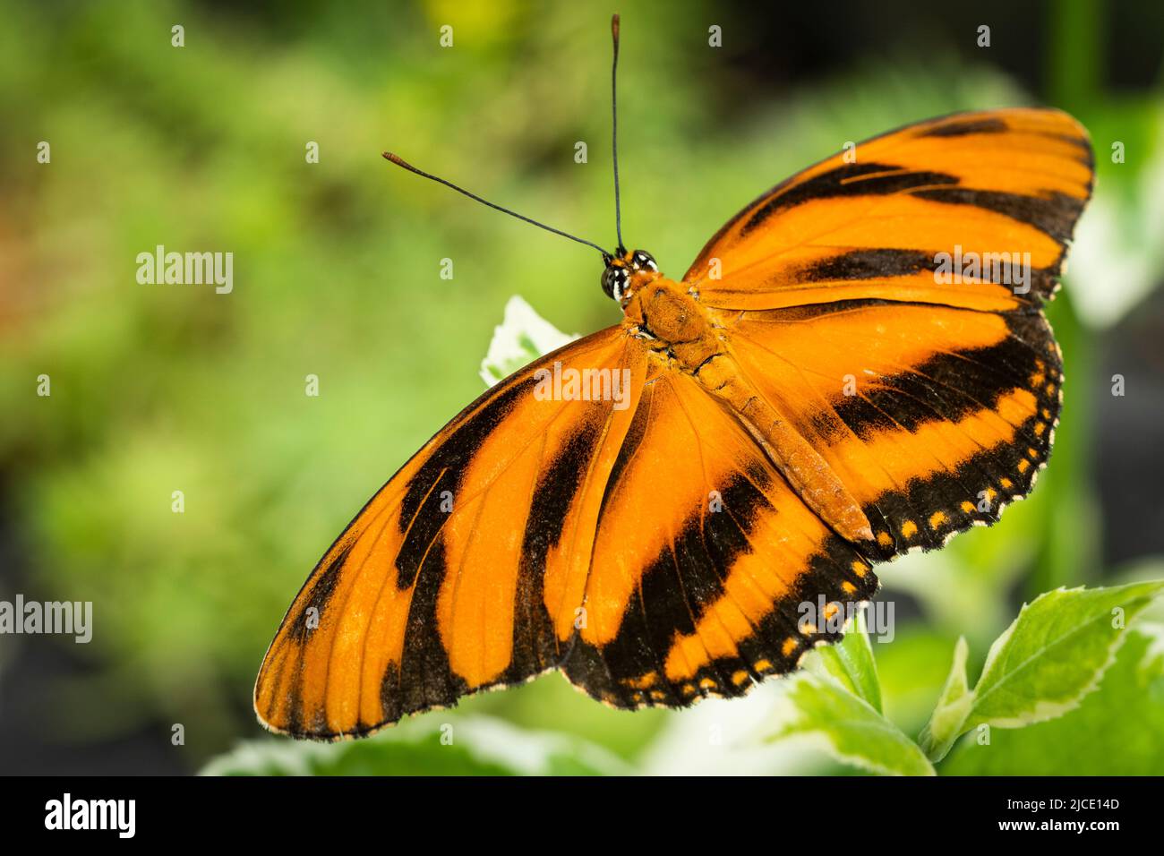 Papillon héliconien orange bagué volant librement dans un vivarium. Banque D'Images