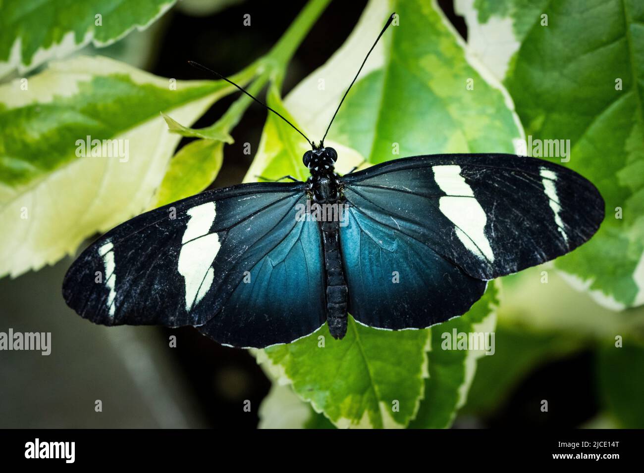 Papillon postman volant librement dans un vivarium. Banque D'Images