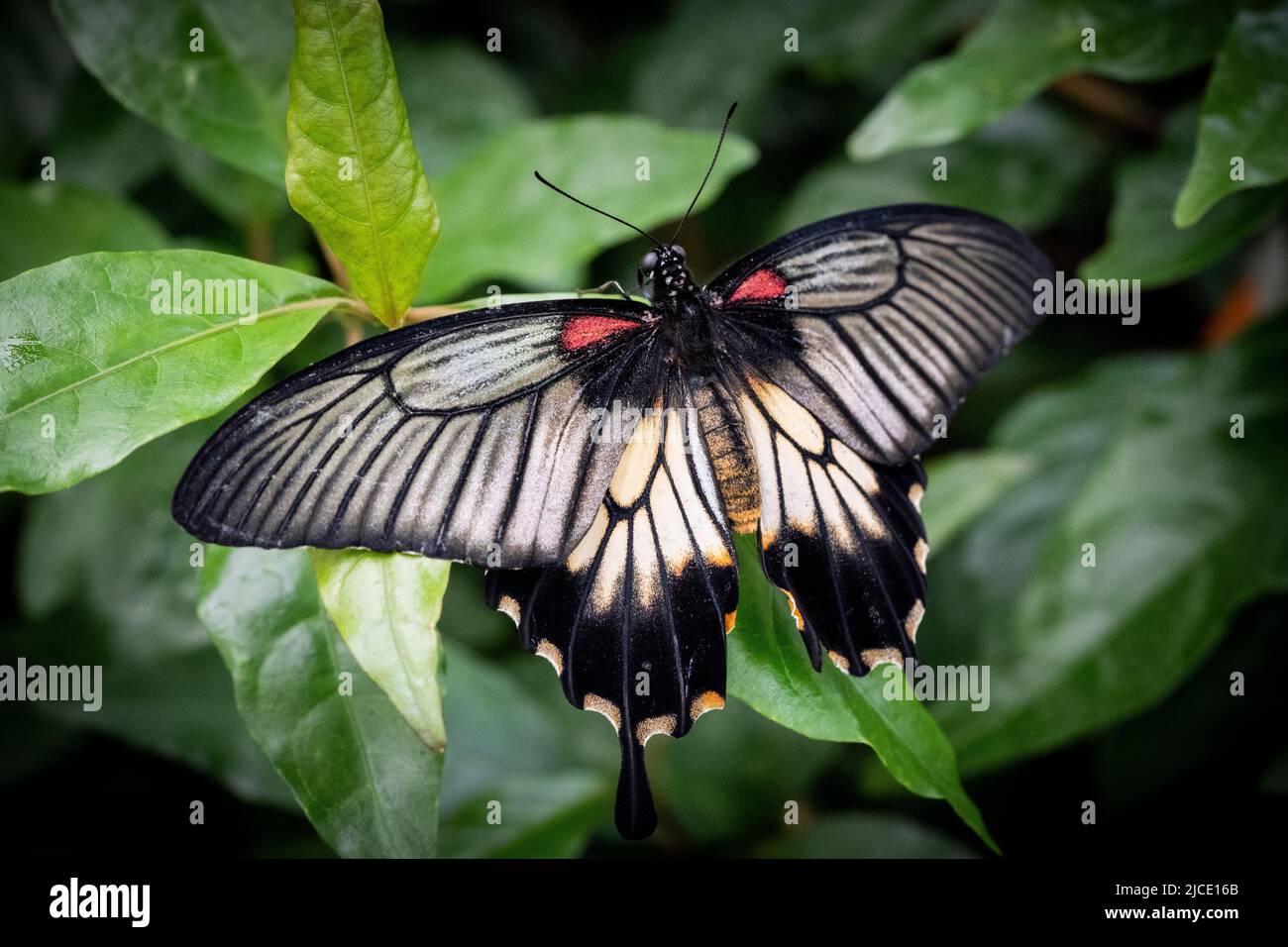 Grand papillon Mormon volant librement dans un vivarium. Banque D'Images