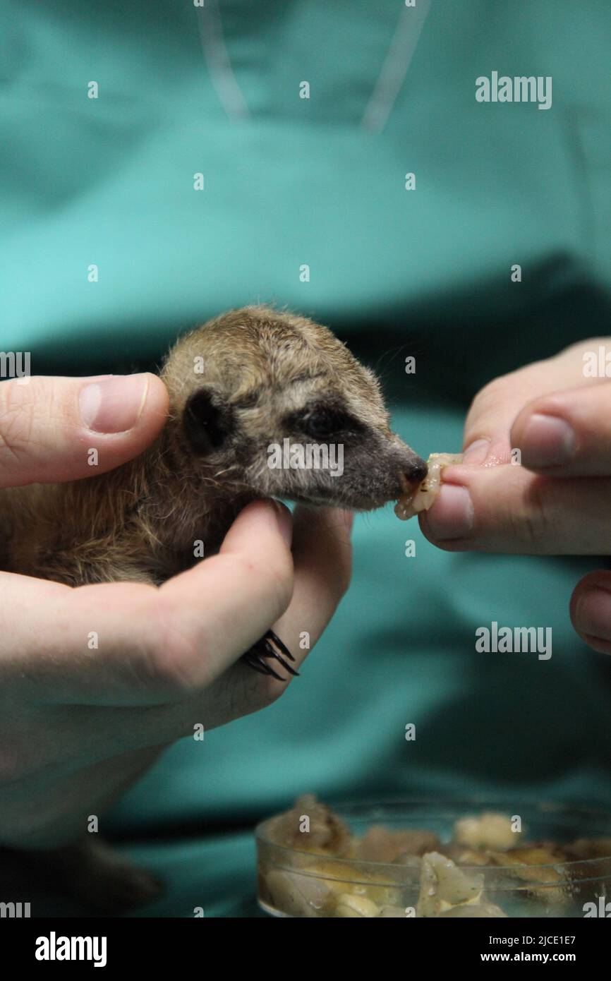 Un vétérinaire nourrit un bébé meerkat, que la mère a refusé. Gros plan de l'alimentation manuelle. Photo de haute qualité Banque D'Images