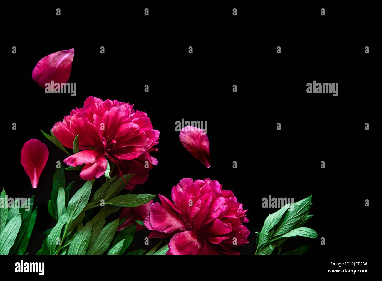 Pivoines roses sur fond noir, sur fond plat. Banque D'Images