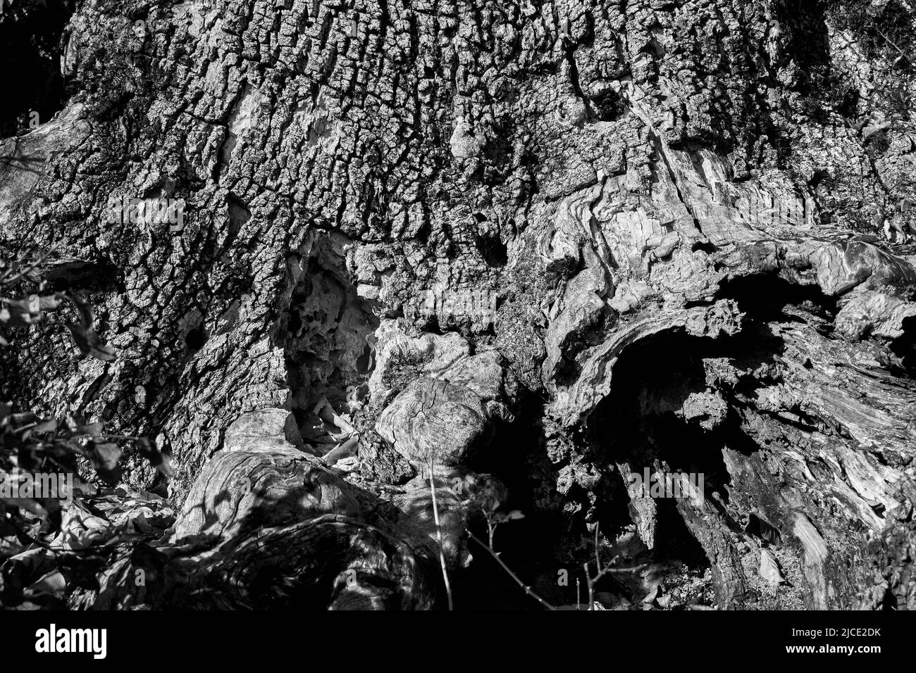 Abstrait photo noir et blanc écorce d'arbre Banque D'Images