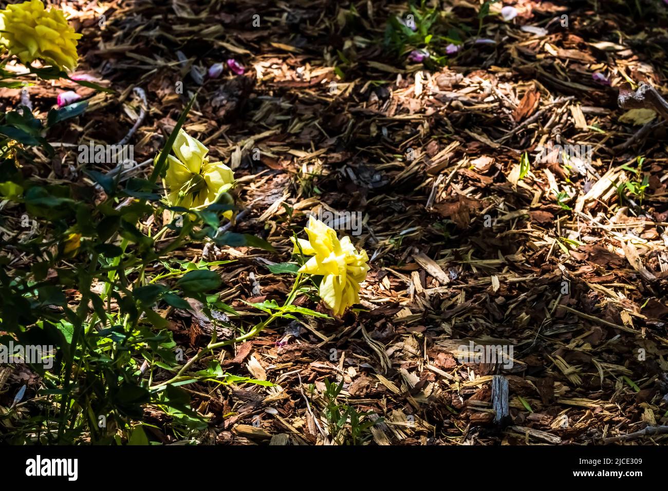 Fleurs jaunes accrochées juste au-dessus du sol. Banque D'Images