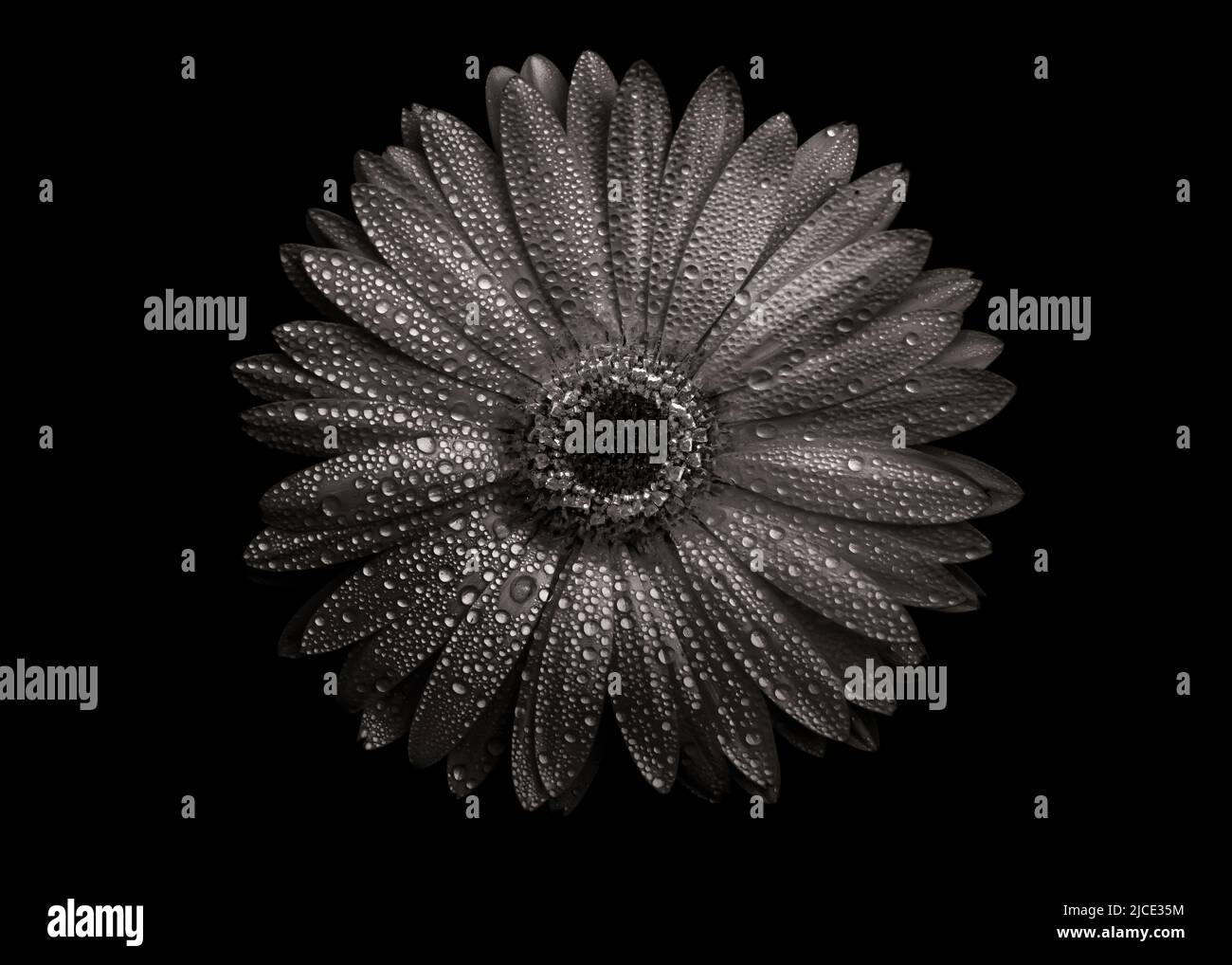 Poursuite d'une série de photographies en noir et blanc de fleurs cultivées dans notre cour et dans les jardins de notre quartier Banque D'Images