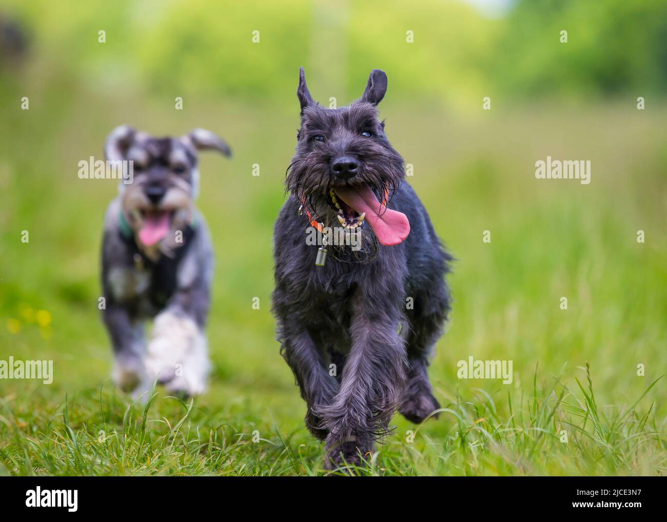 Kidderminster, Royaume-Uni. 12th juin. 2022. Météo au Royaume-Uni: Avec de belles températures chaudes et des conditions ensoleillées, aujourd'hui est une journée parfaite pour jouer dans le parc. Un chien de Schnauzer fait une course dans l'herbe, suivi de près par son compagnon familial canin, les deux chiens s'amusant dans leur parc local. Crédit : Lee Hudson/Alay Live News Banque D'Images Kidderminster, Royaume-Uni. 12th juin. 2022. Météo au Royaume-Uni: Avec de belles températures chaudes et des conditions ensoleillées, aujourd'hui est une journée parfaite pour jouer dans le parc. Un chien de Schnauzer fait une course dans l'herbe, suivi de près par son compagnon familial canin, les deux chiens s'amusant dans leur parc local. Crédit : Lee Hudson/Alay Live News Banque D'Images
