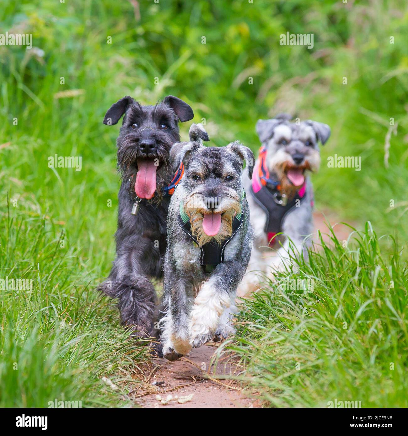 Kidderminster, Royaume-Uni. 12th juin. 2022. Météo au Royaume-Uni: Avec de belles températures chaudes et des conditions ensoleillées, aujourd'hui est une journée parfaite pour jouer dans le parc. Une famille de chiens de Schnauzer s'amusent tant qu'ils font la course ensemble à travers la longue herbe dans un parc de campagne. Crédit : Lee Hudson/Alay Live News Banque D'Images Kidderminster, Royaume-Uni. 12th juin. 2022. Météo au Royaume-Uni: Avec de belles températures chaudes et des conditions ensoleillées, aujourd'hui est une journée parfaite pour jouer dans le parc. Une famille de chiens de Schnauzer s'amusent tant qu'ils font la course ensemble à travers la longue herbe dans un parc de campagne. Crédit : Lee Hudson/Alay Live News Banque D'Images