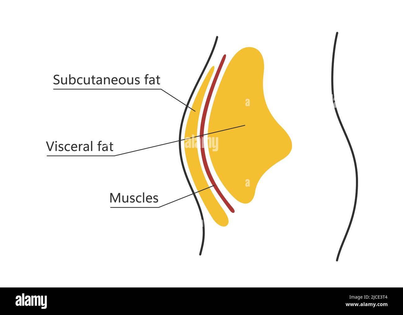 Graisse viscérale et sous-cutanée autour de la taille. Emplacement de la graisse viscérale dans la cavité abdominale. Types d'obésité humaine. Régime médical. Vecteur Illustration de Vecteur