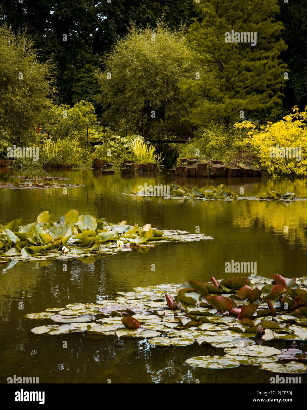 Étang de Lily en couleur, avec les plantes d'été qui s'estompent en automne. Banque D'Images