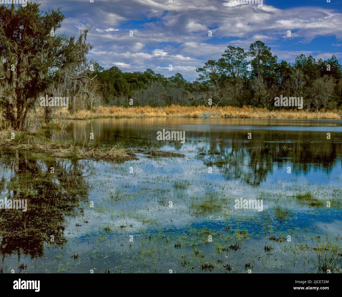 Les zones humides, Grove Plantation, Ernest Hollings Bassin ACE National Wildlife Refuge, Caroline du Sud Banque D'Images