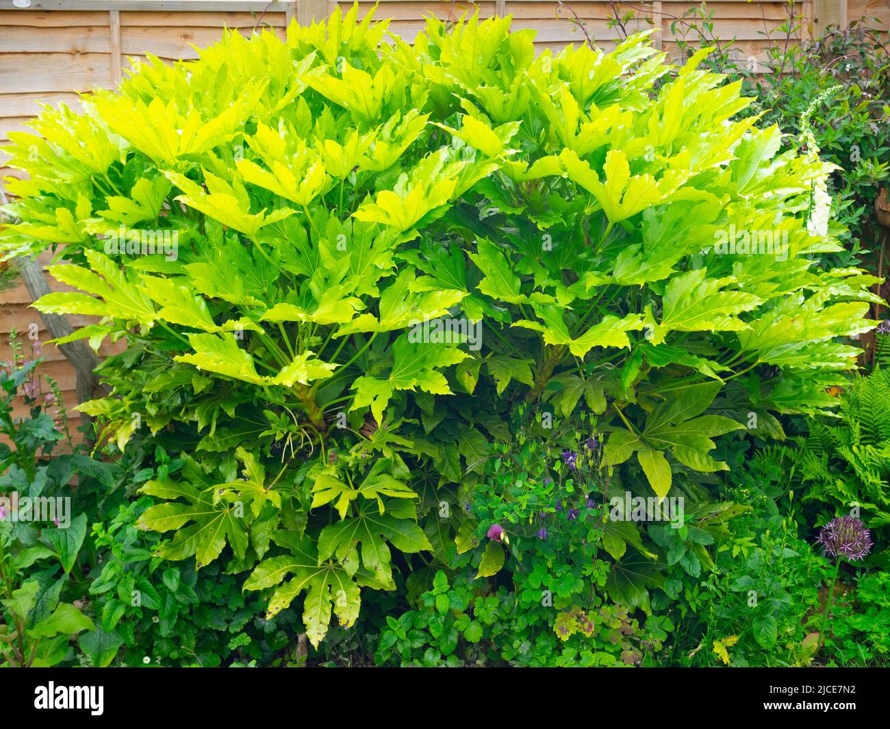 Fatsia japonica (Fatsi) ou Aralia japonica japonaise cultivé dans un jardin privé dans le Nord du Yorkshire Banque D'Images