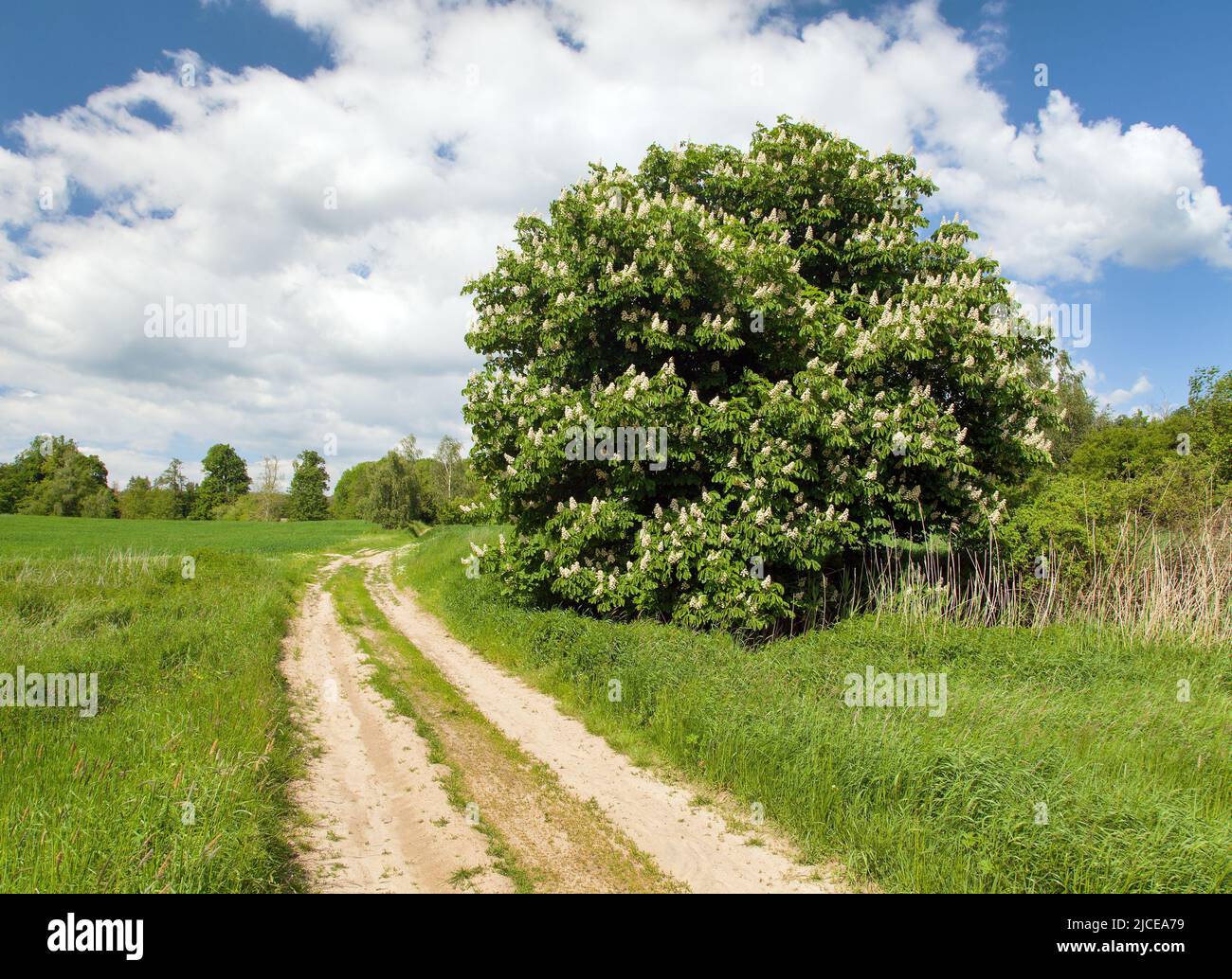 Route rurale et châtaignier en latin Aesculus hippocastanum floraison plante printemps temps vue avec beau ciel Banque D'Images