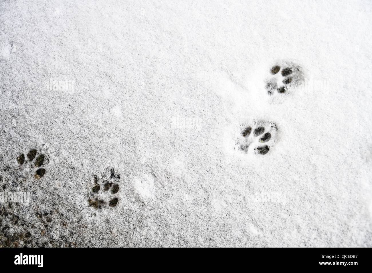 la patte de chat est imprimée dans la neige Banque D'Images