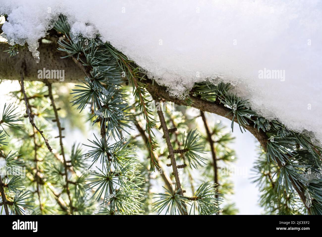 Bue Atlas Cèdre recouvert de neige Banque D'Images