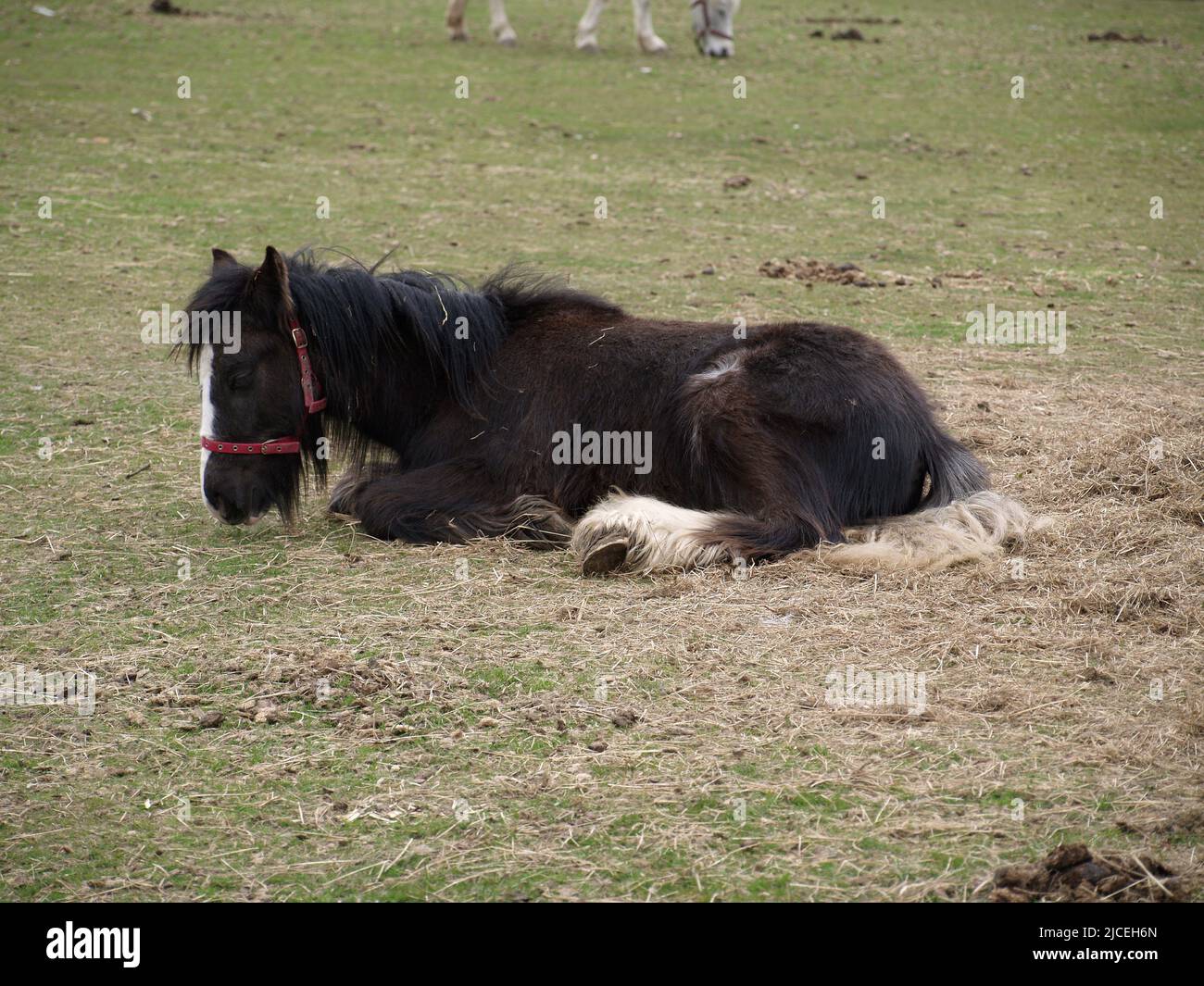 Grand cheval reposant dans un champ à Botley, Hampshire, Royaume-Uni Banque D'Images