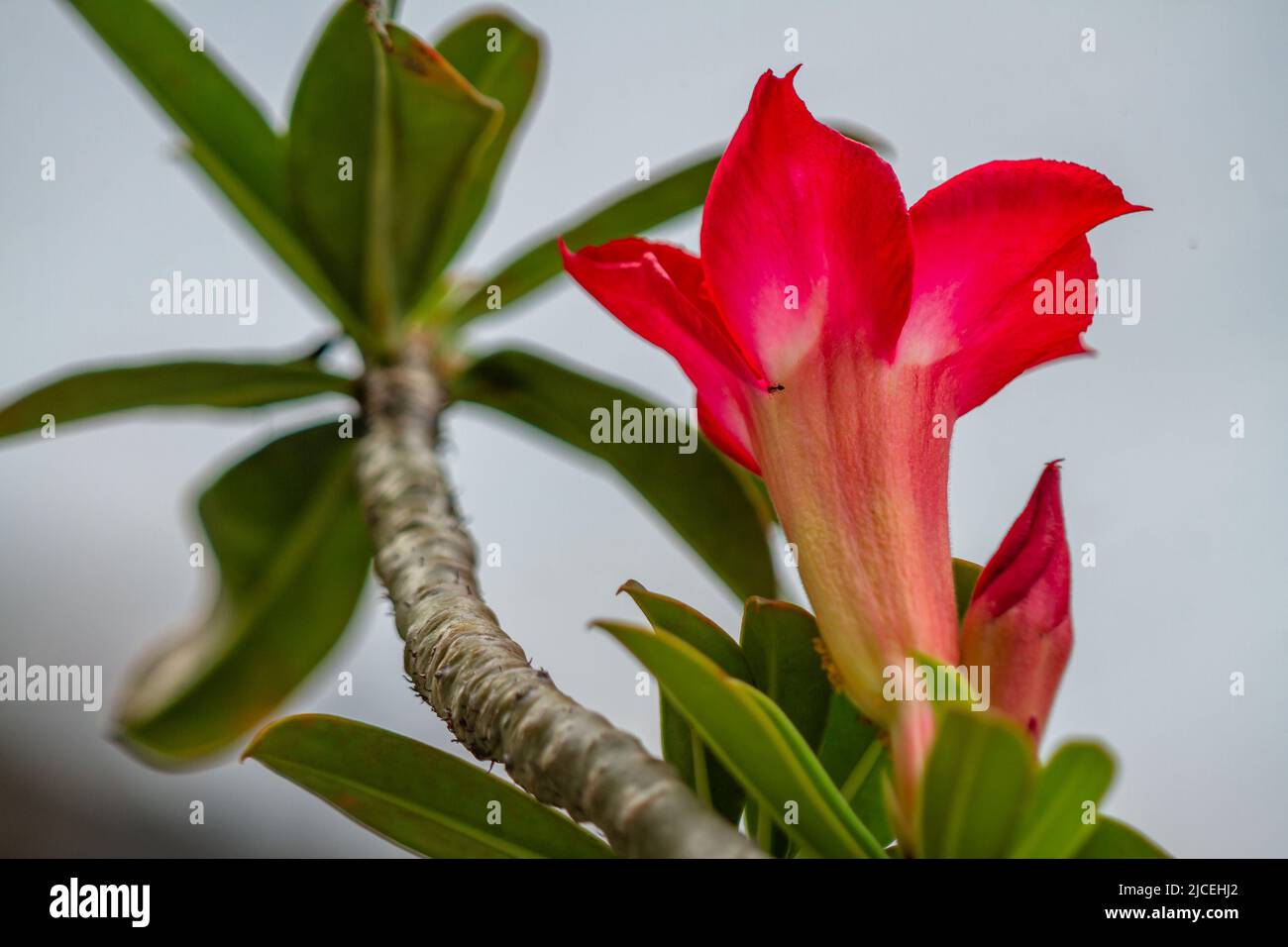 Une fleur d'adenium rouge, fond blanc, feuilles et tiges vertes, plante du désert Banque D'Images