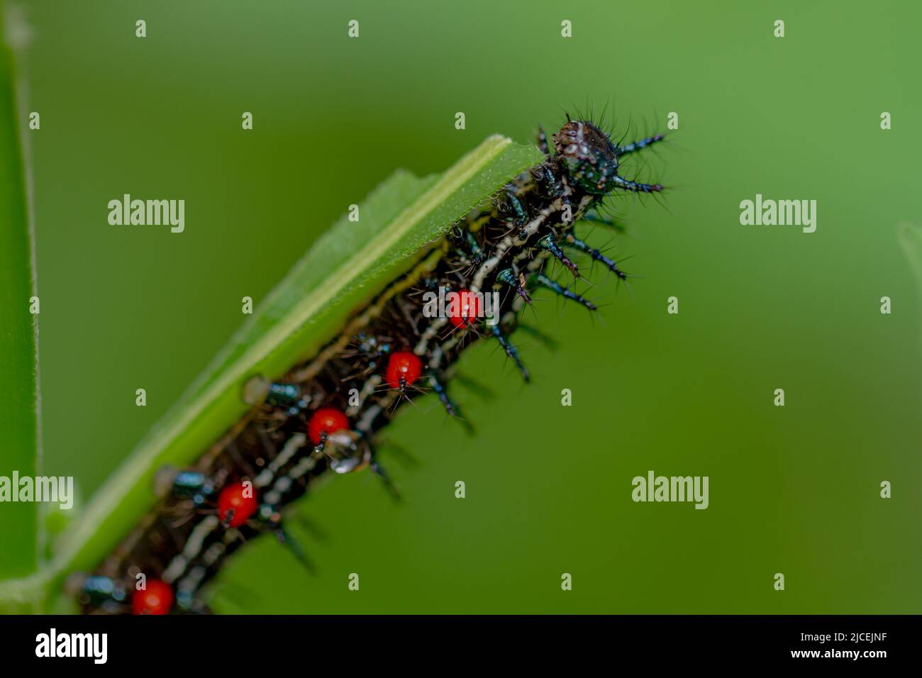 Caterpillar a nommé Thorn caterpillar, qui a une combinaison de couleurs de cercles noirs et rouges frappants, fourragent sur les plantes violettes chinoises Banque D'Images
