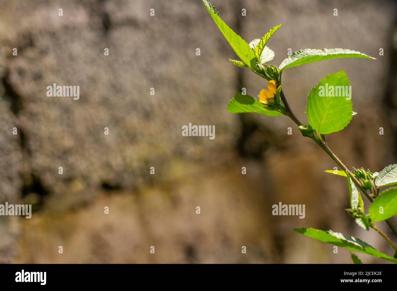 L'herbe verte appelée herbe à refils commune, a de petites fleurs jaunes, des feuilles vertes et des tiges Banque D'Images