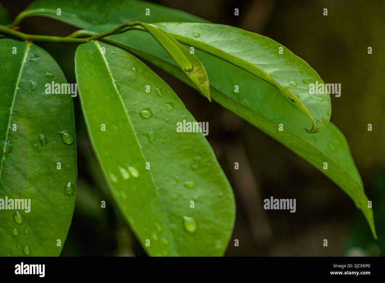Feuilles vertes de plante soursop sur un fond de feuillage vert flou, un jour ensoleillé Banque D'Images