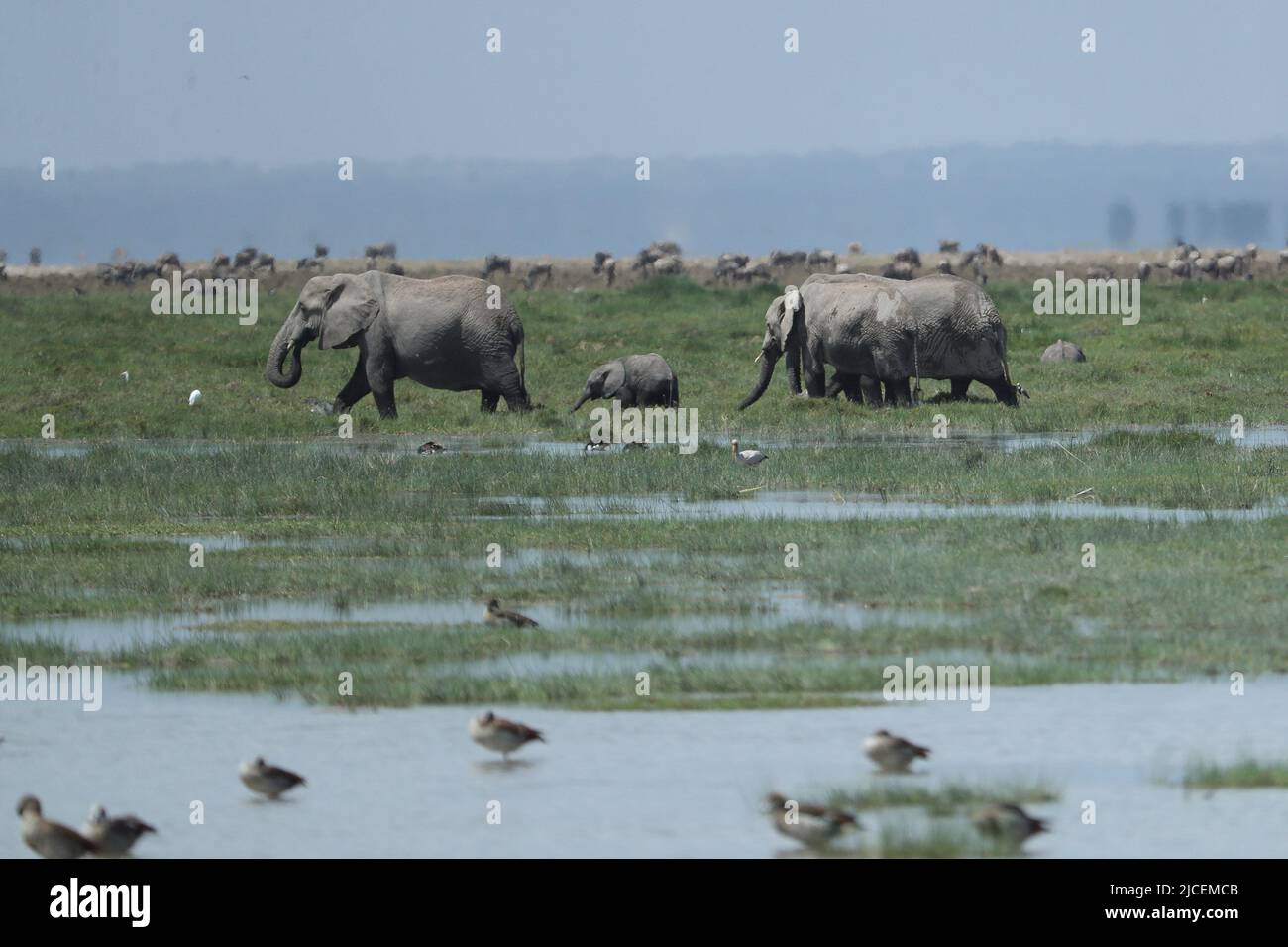 Nairobi. 11th juin 2022. Photo prise sur 11 juin 2022 montre des éléphants au parc national d'Amboseli, Kenya. Crédit : long Lei/Xinhua/Alay Live News Banque D'Images