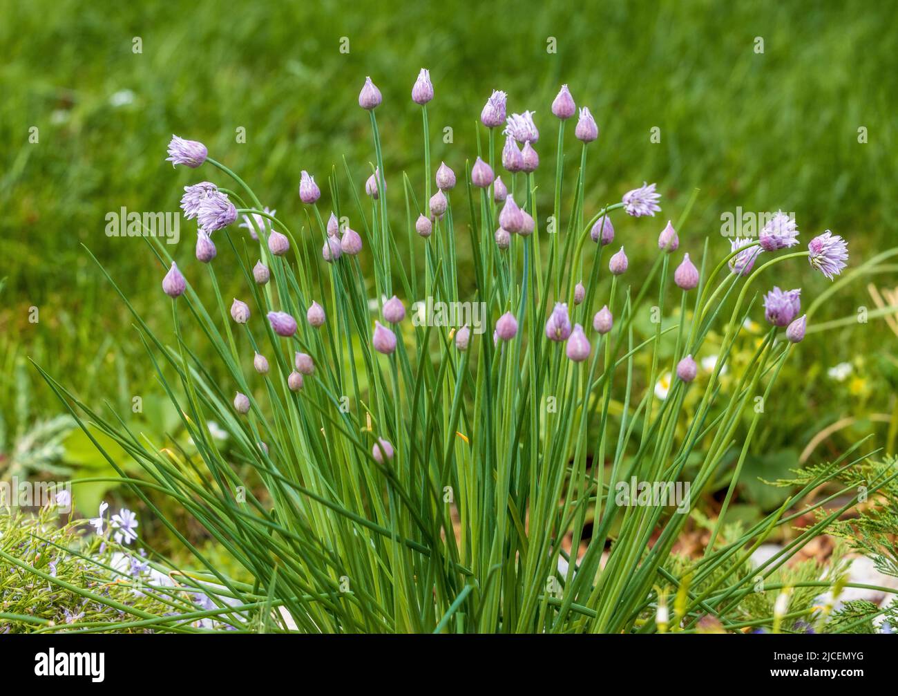Ciboulette plante d'oignon (allium schoenoprasum) en fleur. Fleurs d'oignon. Banque D'Images