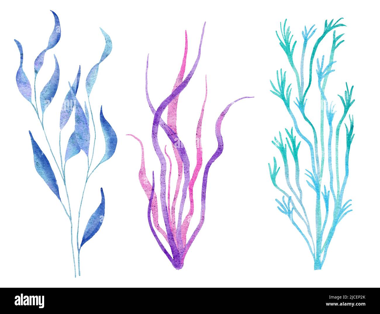 Illustration aquarelle de plantes d'algues dans des couleurs bleu turquoise violet, océan mer faune sous-marine. Marine été plage design, corail vie nature, algues rose spiruline Banque D'Images