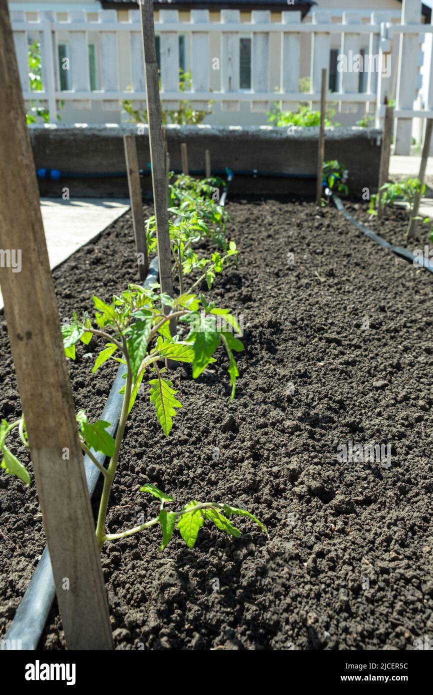 Plants de tomate cultivés en lits avec arrosage automatique ou système de  goutte d'eau dans le potager d'origine. Tuyau d'arrosage et d'irrigation  Photo Stock - Alamy