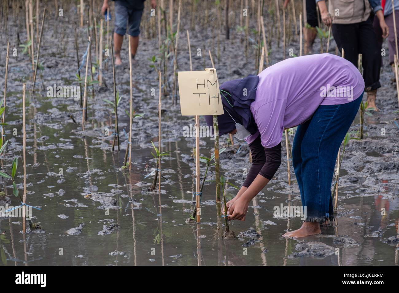 Kendari, Indonésie. 12th juin 2022. Un membre du comité veille à ce que les lèvres de mangrove soient plantées et attachées correctement. Cette activité de plantation de plantules de mangrove a été lancée par des étudiants de la Faculté des sciences halieutiques et marines, en collaboration avec diverses communautés de la ville de Kendari, en commémoration de la Journée mondiale de l'environnement. Crédit : SOPA Images Limited/Alamy Live News Banque D'Images