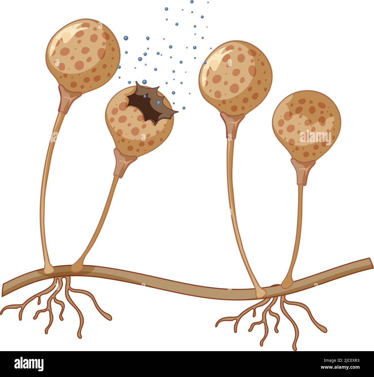 Illustration de spores de champignons en gros plan Illustration de Vecteur