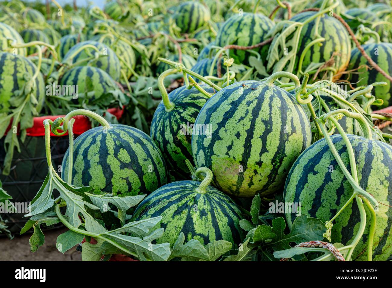 Des fruits frais de pastèque viennent d'être cueillis dans le domaine de la  pastèque. Champ agricole de pastèque. Saison de récolte de pastèques en été  Photo Stock - Alamy