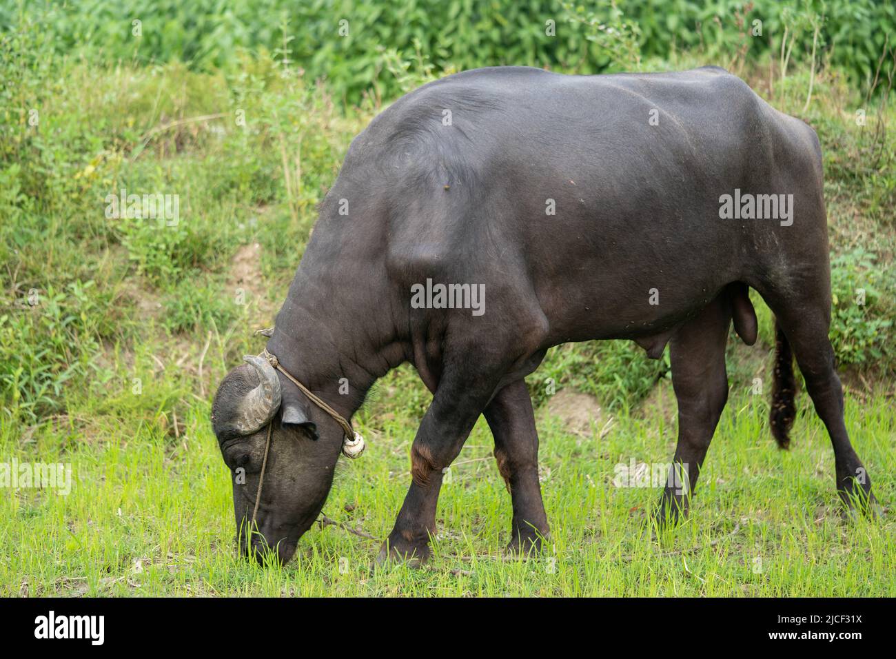 buffalo taché dans les champs d'herbe verte, Banque D'Images