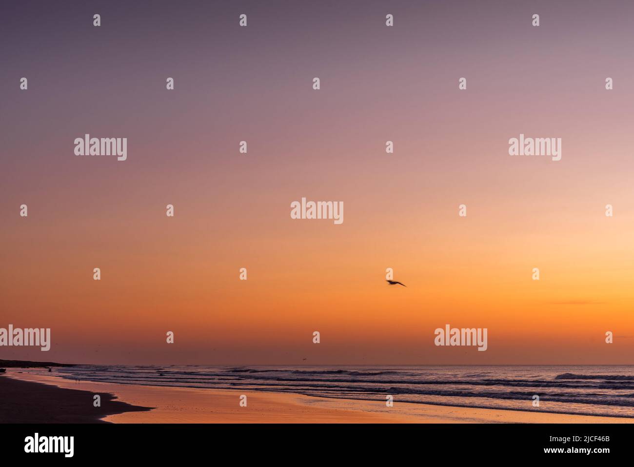 Ombre d'un mouette volant au lever du soleil au-dessus de la mer en été Banque D'Images