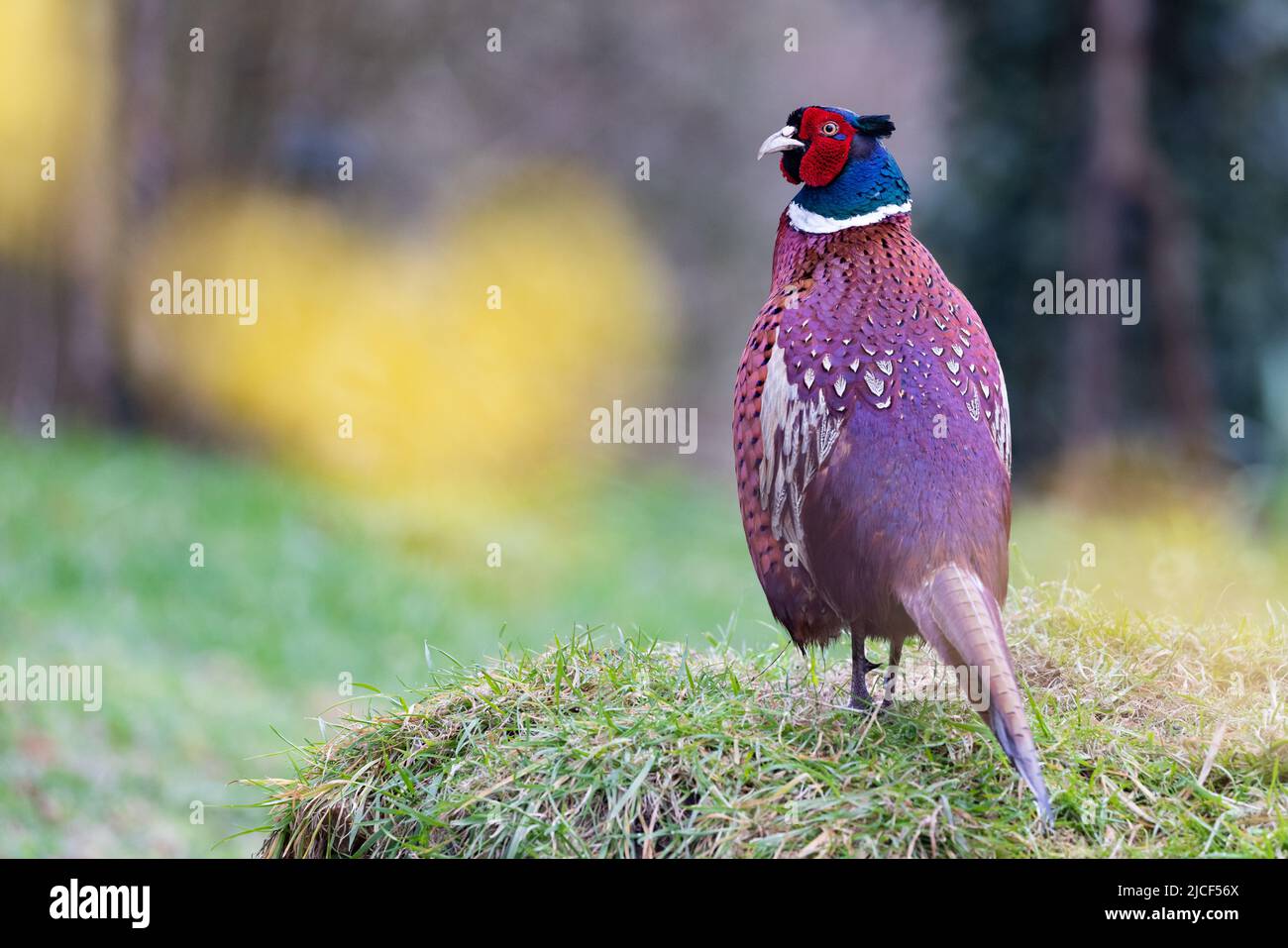 Pheasant mâle [ Phasianus colchicus ] sur la butte herbeuse Banque D'Images
