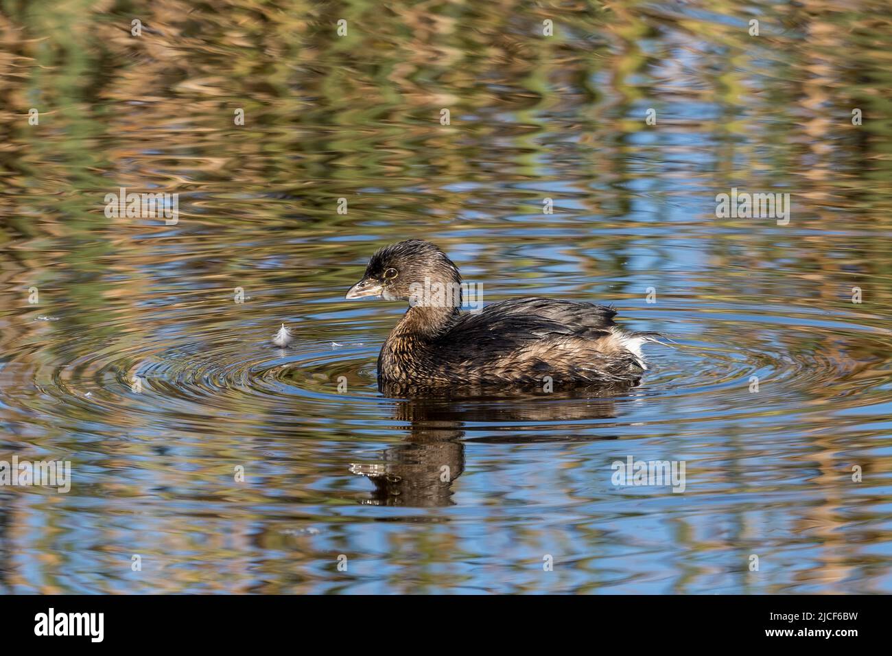 Un Grebe à bec de pied, Podilymbus podiceps, dans une zone humide d'eau douce du South Padre Island Birding Center, Texas. Banque D'Images